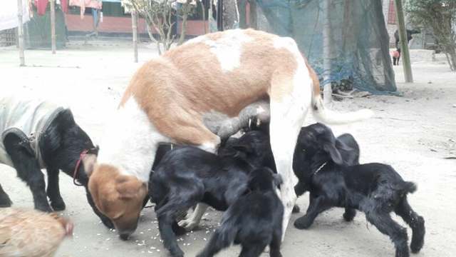 লালমনিরহাটে ছাগলছানা পান করছে কুকুরের দুধ